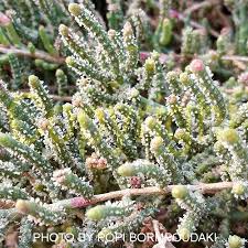 Image result for Sarcocornia natalensis