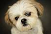 Shih Tzu Dog Breed Information, Pictures, Characteristics ...