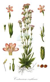 Image result for Pycnosphaera buchananii