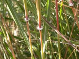 Image result for Dichanthium sericeum
