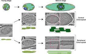 Maybe you would like to learn more about one of these? Frontiers Electron Microscopy Views Of Dimorphic Chloroplasts In C4 Plants Plant Science