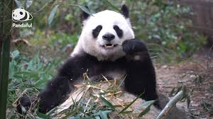 Image result for Pandiaka confusa