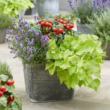 Image result for Ipomoea batatas pots