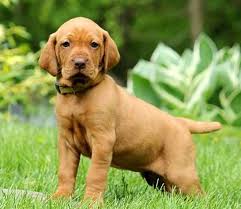 Before finalizing the adoption of your new puppy, ask to see the parent's certification and registration papers if they are claiming they have them. Vizsla Puppies For Adoption Pets Rehoming Dubai City