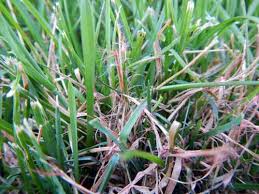 Pinkish Red Strands In Grass Could Be Red Thread Turf