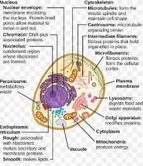 Maybe you would like to learn more about one of these? Draw A Labelled Diagram Of Animal Cell Describe The Structure And Function Of Organelles Of Cell Brainly In