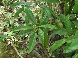 Image result for Psychotria bugoyensis