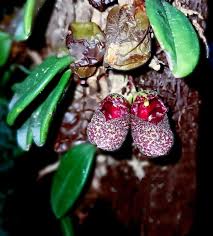 Image result for Bulbophyllum intertextum