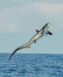 35 Marine Inspiration Ideas In 2021 Marine Beautiful Sea Creatures Underwater Creatures