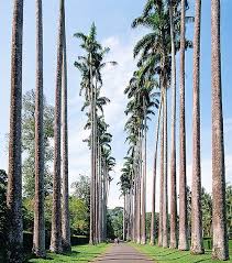 Image result for Roystonea oleracea