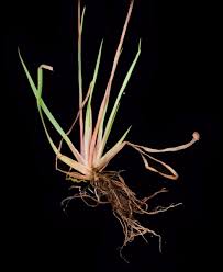 Image result for Xyris parvula