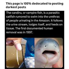 Image result for Vandellia