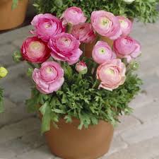 Check spelling or type a new query. How To Grow Ranunculus Bulbs Arxiusarquitectura