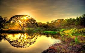 7875 views | 17794 downloads. Beautiful Gold Sunrise Sky Clouds Tree Lake Reflection In Water Landscape 4k Ultra Hd Wallpapers Download At Wallpaper Wallpapers13 Com