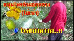 สม นไพรคำมอกหลวง หร อต นไข เน า ต นไม ป าสรรพค ณร กษาโรคเบาหวาน