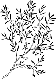 Olive Tree Branch Tattoo Olive Tree Tattoos Tree Branch Tattoo Olive Tree