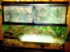 Chinese Water Dragon Terrarium With Live Plants Waterfall Ultrasonic Fogger And A Diy Screen Extension Awes Chinese Water Dragon Water Dragon Reptile Room