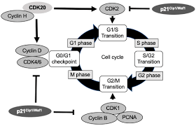 Check spelling or type a new query. Ijms Free Full Text The Role Of Cell Cycle Regulators In Cell Survival Dual Functions Of Cyclin Dependent Kinase 20 And P21cip1 Waf1 Html
