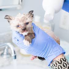 Ringworm is a fungal infection. How To Help Kittens With Ringworm Kitten Lady