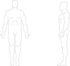 Front and back view of a human skeleton. Download Human Body Outline Png Human From Front And Side Png Image With No Background Pngkey Com