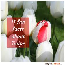 Pin On Flower Facts
