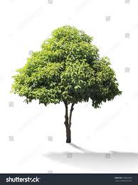 Image result for Mimusops elengi