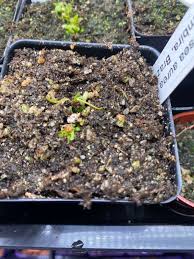 Image result for Genlisea margaretae