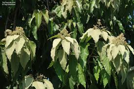 Image result for Aleurites