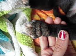 That is one possible cause of the hair loss. Please Help Foot Inflamation And Hair Loss In 2 Week Pup Dog Forum