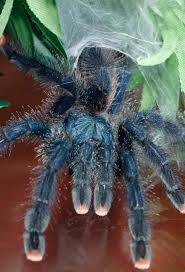 Tarantulas will regenerate lost limbs each time. Pinktoe Tarantula Avicularia Avicularia Tarantula Friendly