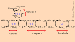 Electron Transport Chain Steps Explained With Diagram Biology Wise
