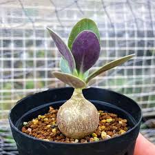 Image result for Cyphostemma obovato-oblongum