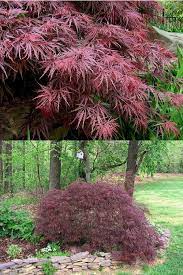 Buy Crimson Queen Dwarf Japanese Maple Tree For Sale Online From Wilson Bros Gardens Japanese Maple Tree Landscape Japanese Maple Garden Maple Tree Landscape
