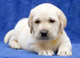 Why Labradors Won T Stop Eating Iflscience