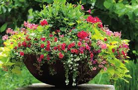 Image result for Jamesbrittenia micrantha