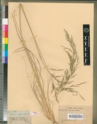 Image result for Eragrostis plana