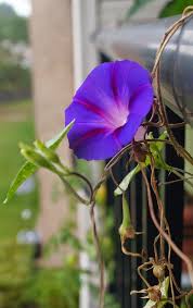 Probably the biggest difference between bush beans and pole beans is the amount of land you need to grow a good crop. Budget Balcony Living Morning Glory The Beautiful Privacy Screen