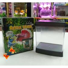 The idea of a female betta sorority has appeared on social media. Bt2 Modern Style Mini Betta Tank Shopee Malaysia