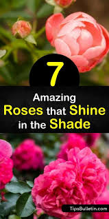 As stated above, roses love full sun, but they also prefer partial shade. 7 Amazing Roses That Shine In The Shade Roses For Shade Climbing Roses For Shade Shade Roses