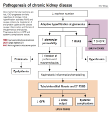 chronic kidney disease ckd mcmaster pathophysiology review