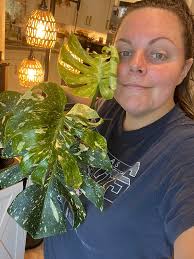 Identify monstera or thai constellation plant?