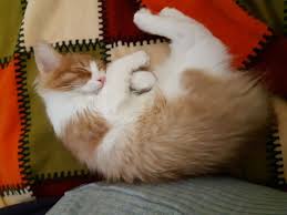 Iyigeceler Evkedisiolmak Sahiplendirme Dontadopt Kedi Yavru Kediler Ve Iyi Geceler