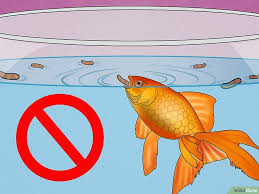 Pin On Swim Bladder Disease