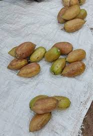 Image result for Brexia madagascariensis