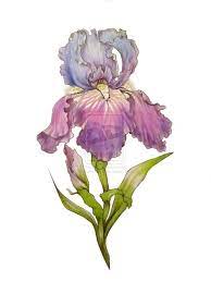 Iris Design By Byakuren Studios On Deviantart Iris Tattoo Watercolor Flowers Iris Painting