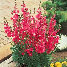 Flowers wedding flowers fall flowers amazing flowers pretty flowers flower garden flower arrangements flower decorations petals. Brilliant Miniature Hollyhock Breck S