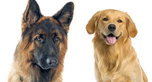 We did not find results for: Golden Retriever Vs German Shepherd Is One A Better Family Pet