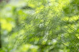 Image result for Poa binata