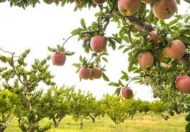 Interested to know and learn about all the different types of fruit trees? How To Graft Fruit Trees