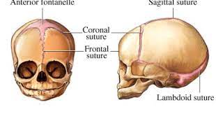 Picture Of Skull Sutures In Fetuses And Infants Skull Anatomy Anatomy Skull